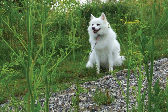 urh-pastinak-sti-grimhoej-hund Fra stien op ad Grimhøj er det let at se pastinak (hunden må du selv medbringe)