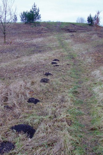 urh-holmstupmark-muldvarpeskud Friske muldvarpeskud (januar 2009)