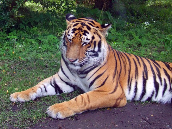 urh-arkiv-tiger