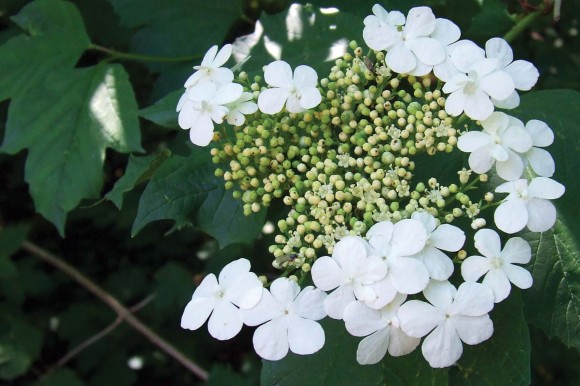 urh-almindelig-kvalkved-blomst-naer De yderste blomster hos kvalkved er golde og kun ”reklame”. De små i midten er dem, det i virkeligheden handler om.