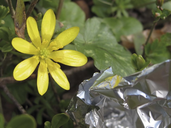 Skønheden og udyret. En nyudsprunget vorterod sammen med noget grimt plastic-affald. (Foto: Kirsten Hermansen) Skønheden og udyret. En nyudsprunget vorterod sammen med noget grimt plastic-affald. (Foto: Kirsten Hermansen)