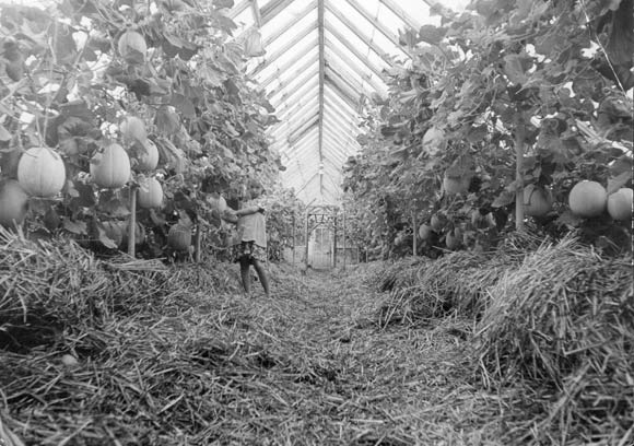 Hejndorfs Gartneri ca. 1950 Hejndorfs Gartneri ca. 1950