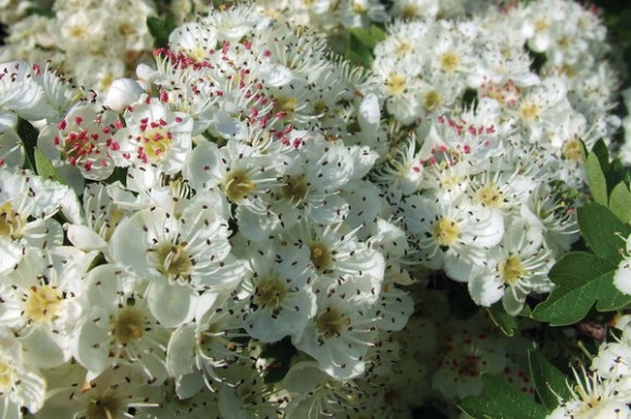 I maj er der næsten berusende mange hvide blomster 