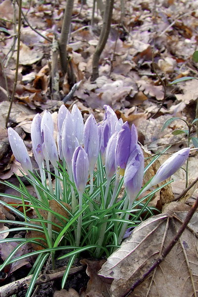 Violette krokus i skovområde syd for Odinsgård (februar 2007)